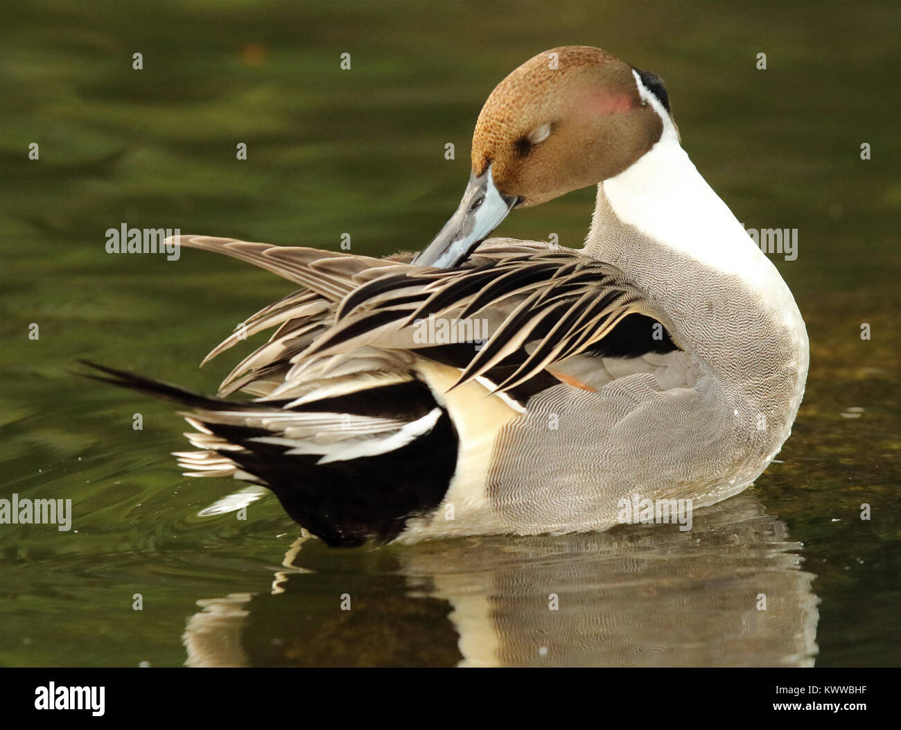 Einen schönen nördlichen Pintail drake Putzen auf einem See in Südkalifornien. Stockfoto