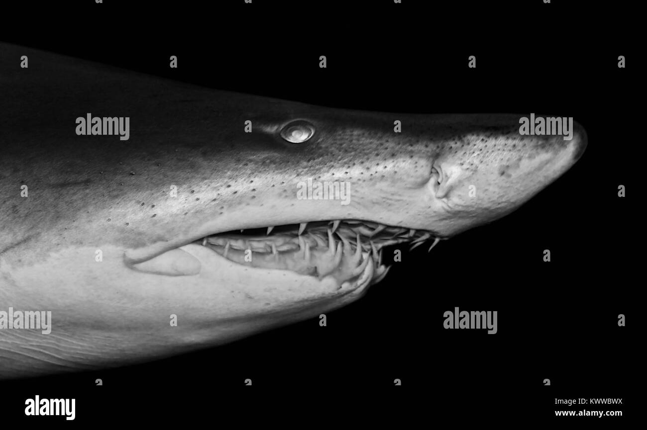 Bild mit einem unheimlich tödlichen Haien schwimmen Stockfoto