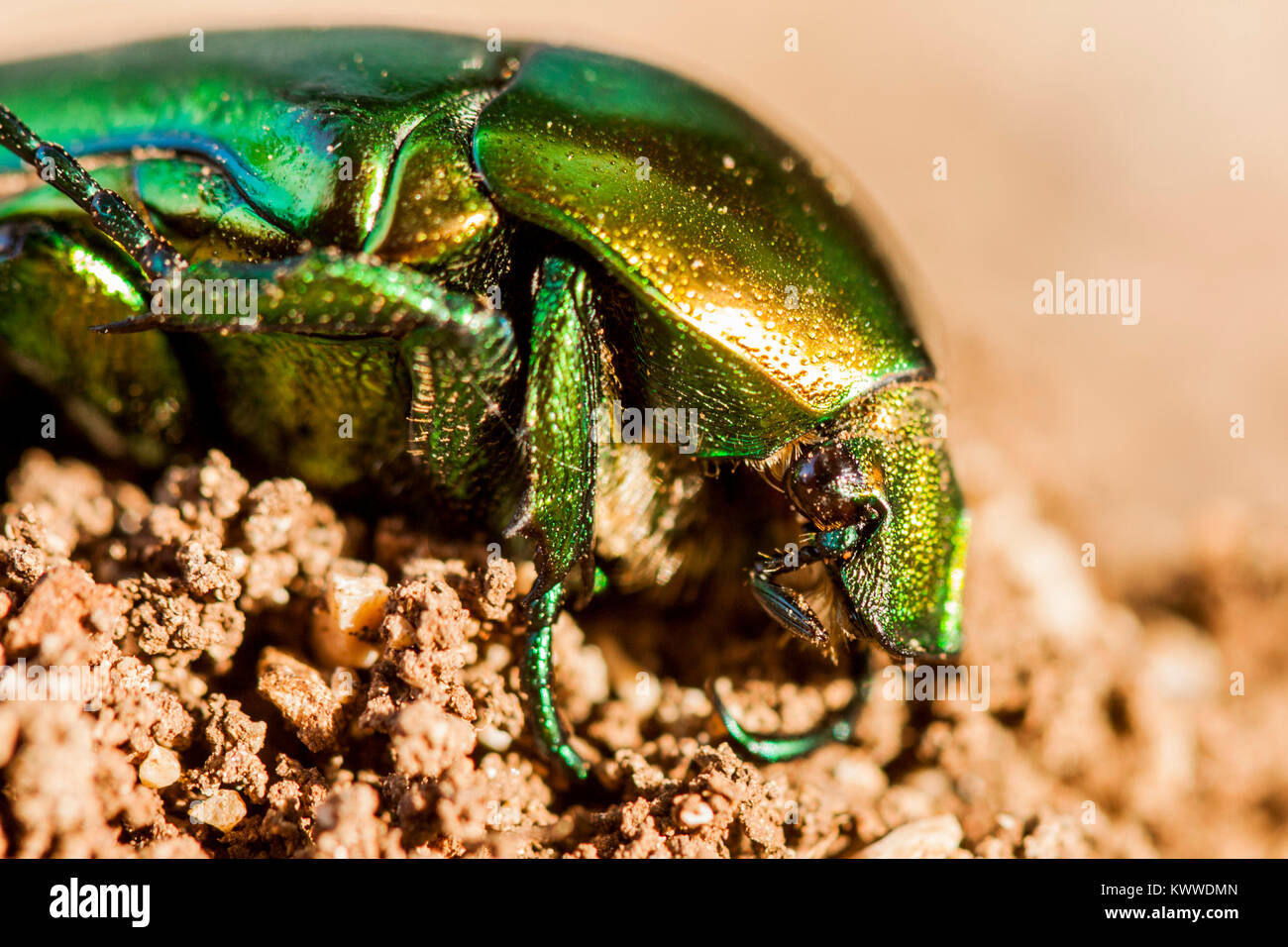 Cetonia aurata Stockfoto