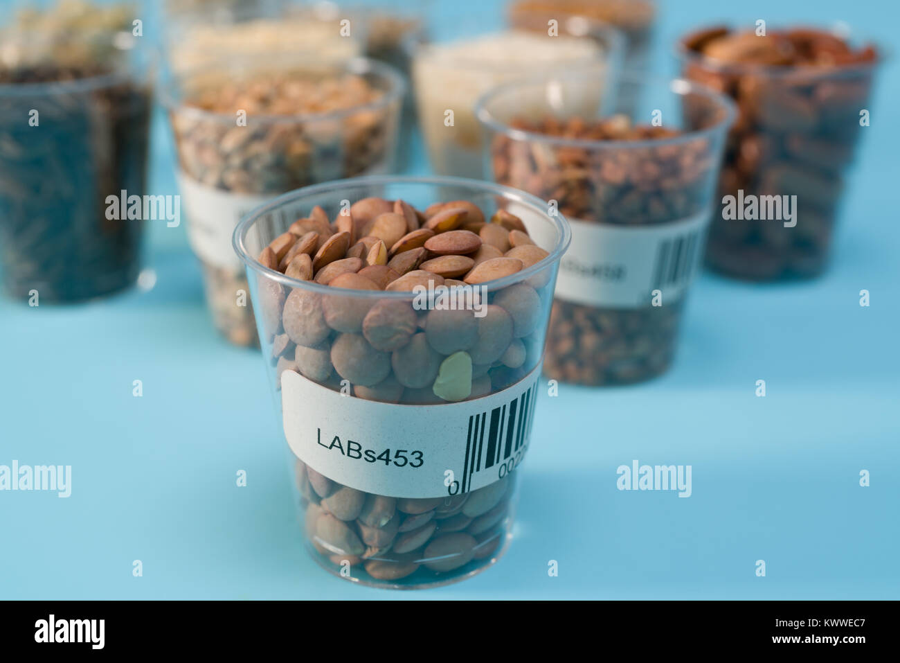 Saatgut für landwirtschaftliche Pflanzen im Reagenzglas mit Barcodes im Labor Stockfoto