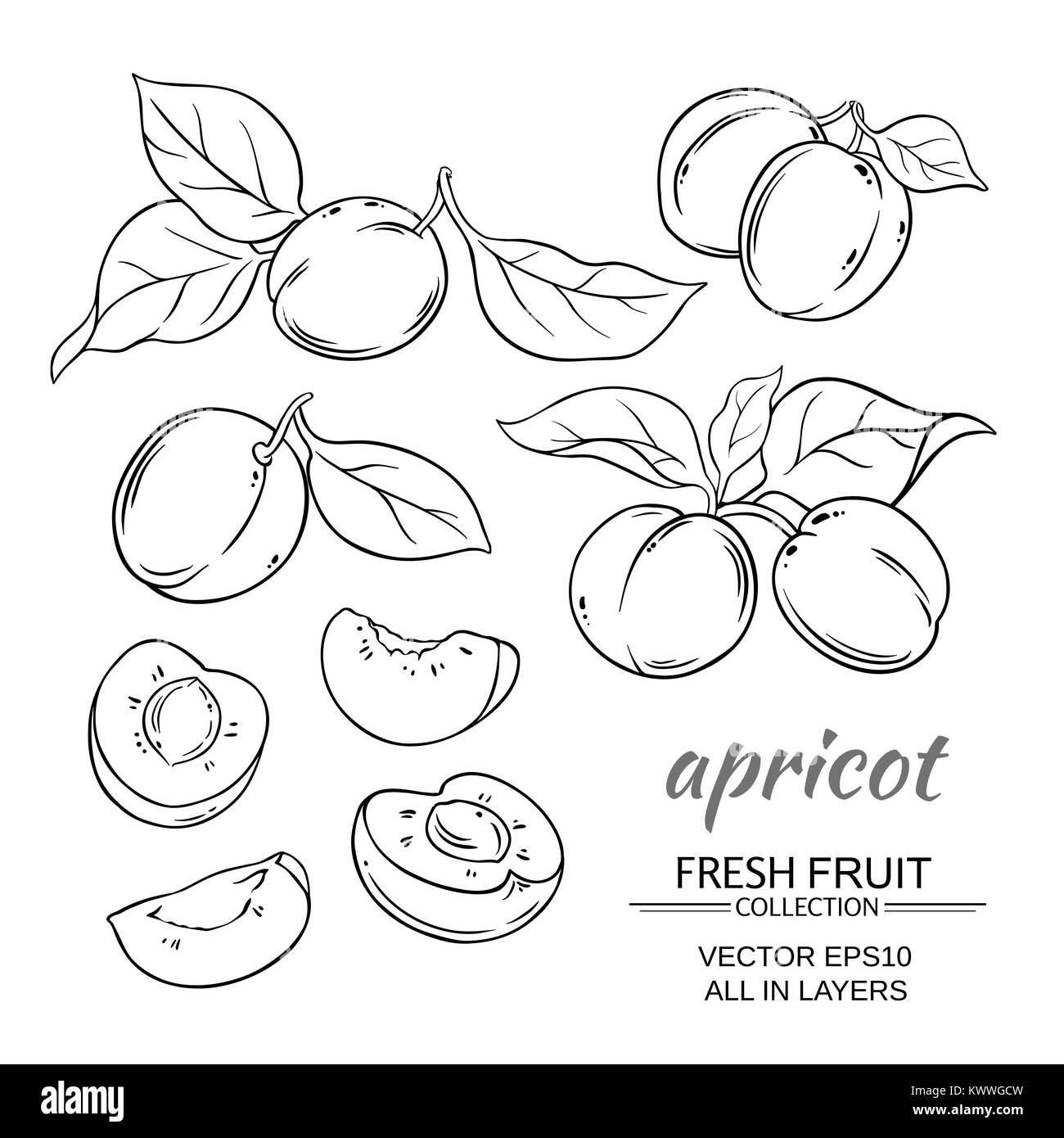 Aprikosen Früchte Vektor auf weißem Hintergrund Stock Vektor