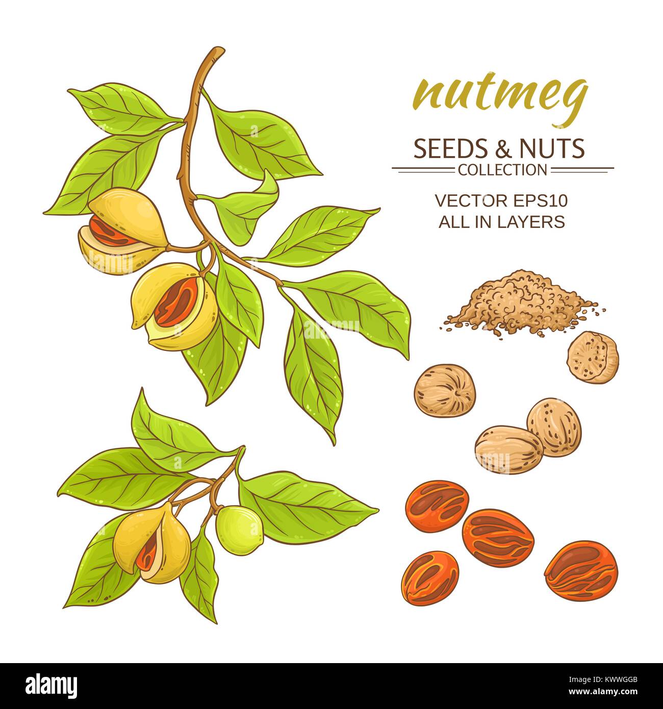 Muskatnuss Zweige Vektor auf weißem Hintergrund Stock Vektor