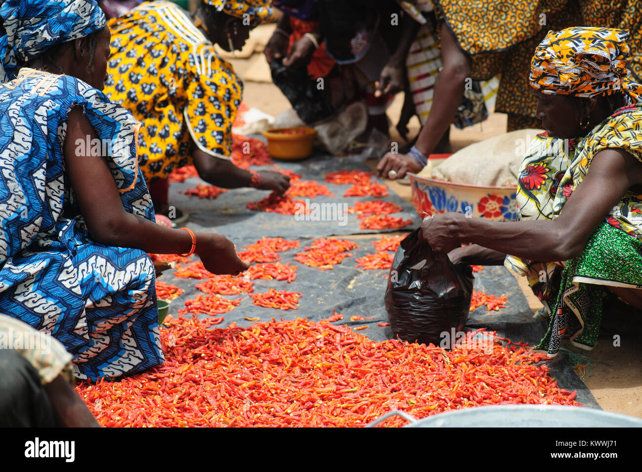 Mali, Afrika - schwarze afrikanische Menschen sammeln und vorbereiten Paprika für den Verkauf auf dem Markt morgen öffnen Stockfoto