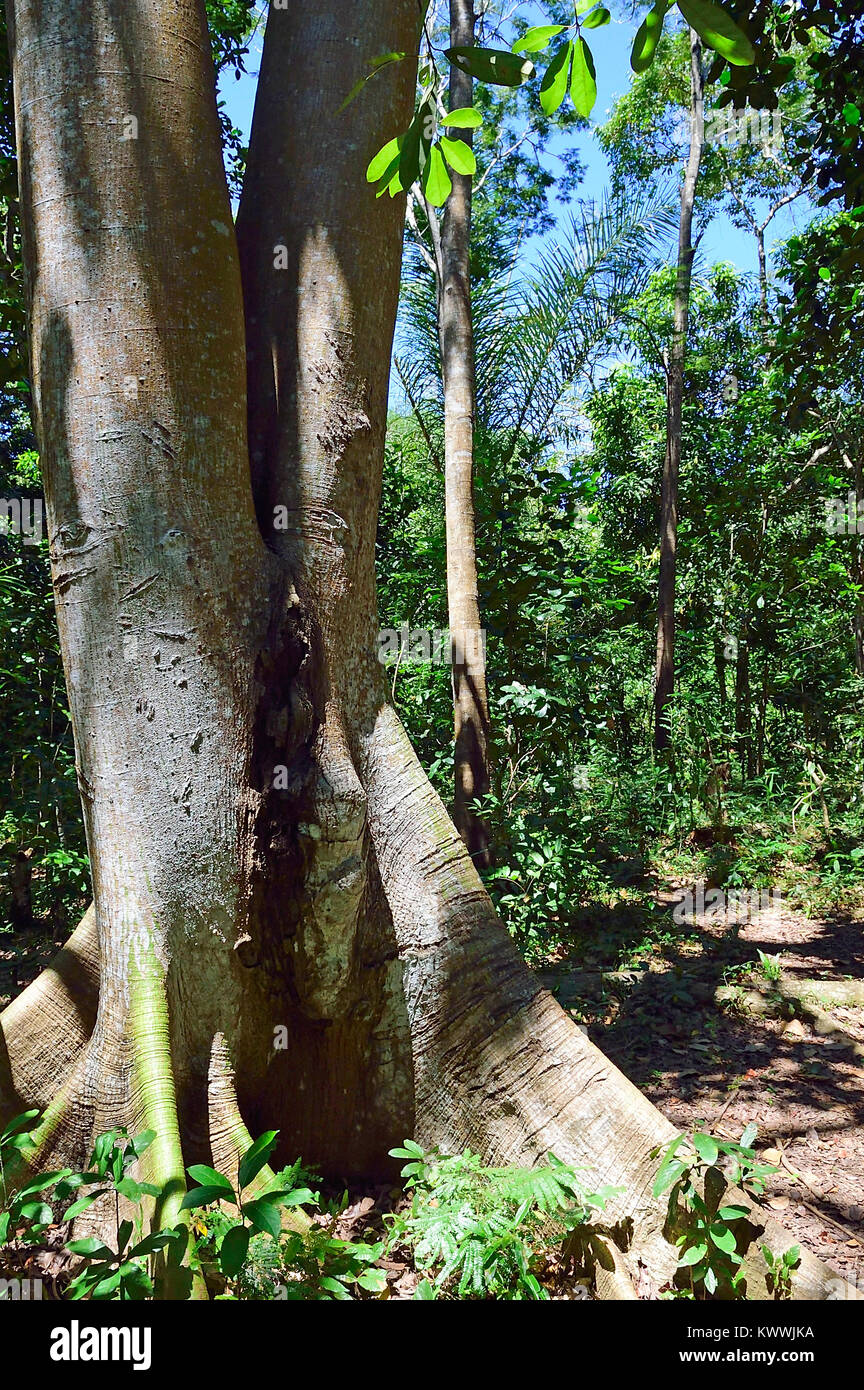 Regenwald im Lokobe Reservat, Nosy Be Madagaskar Stockfoto