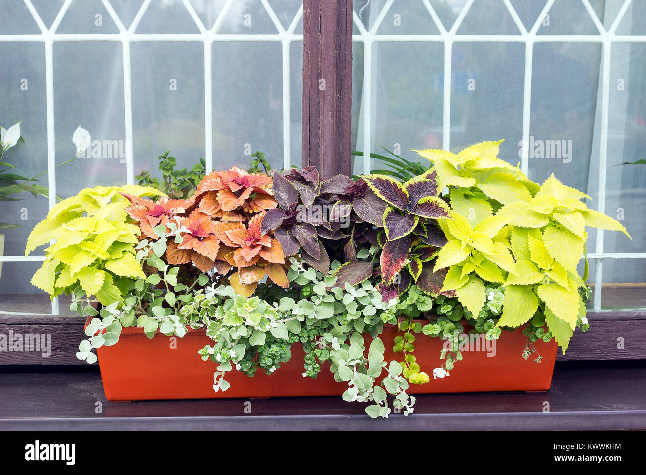 Verschiedene Pflanzen Coleus wachsen im Blumentopf auf der Fensterbank