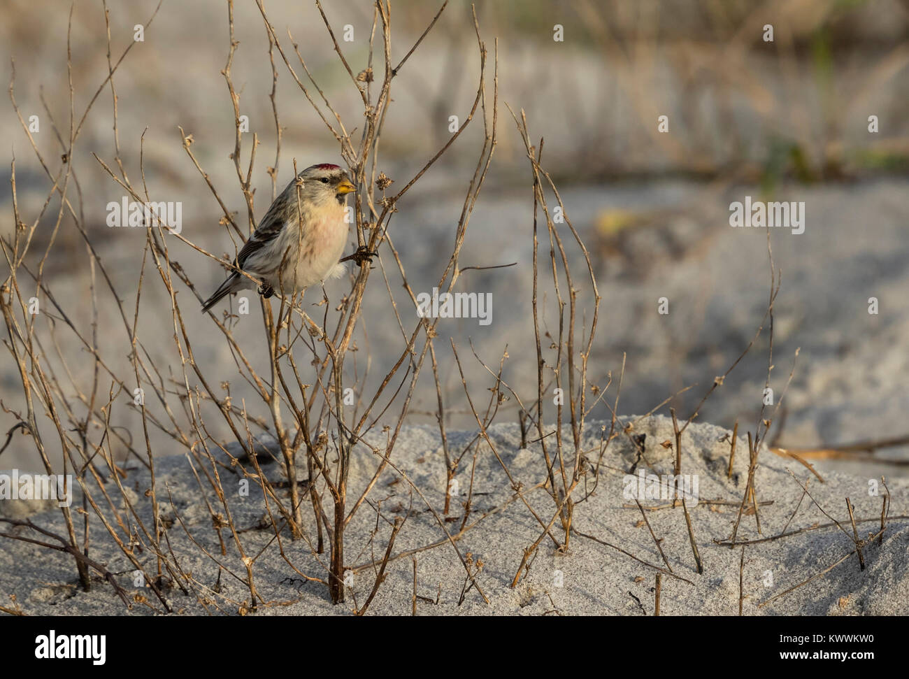 Hoary Redpoll (Acanthis hornemanni exilipes) männliche Fütterung auf Saatgut Stockfoto