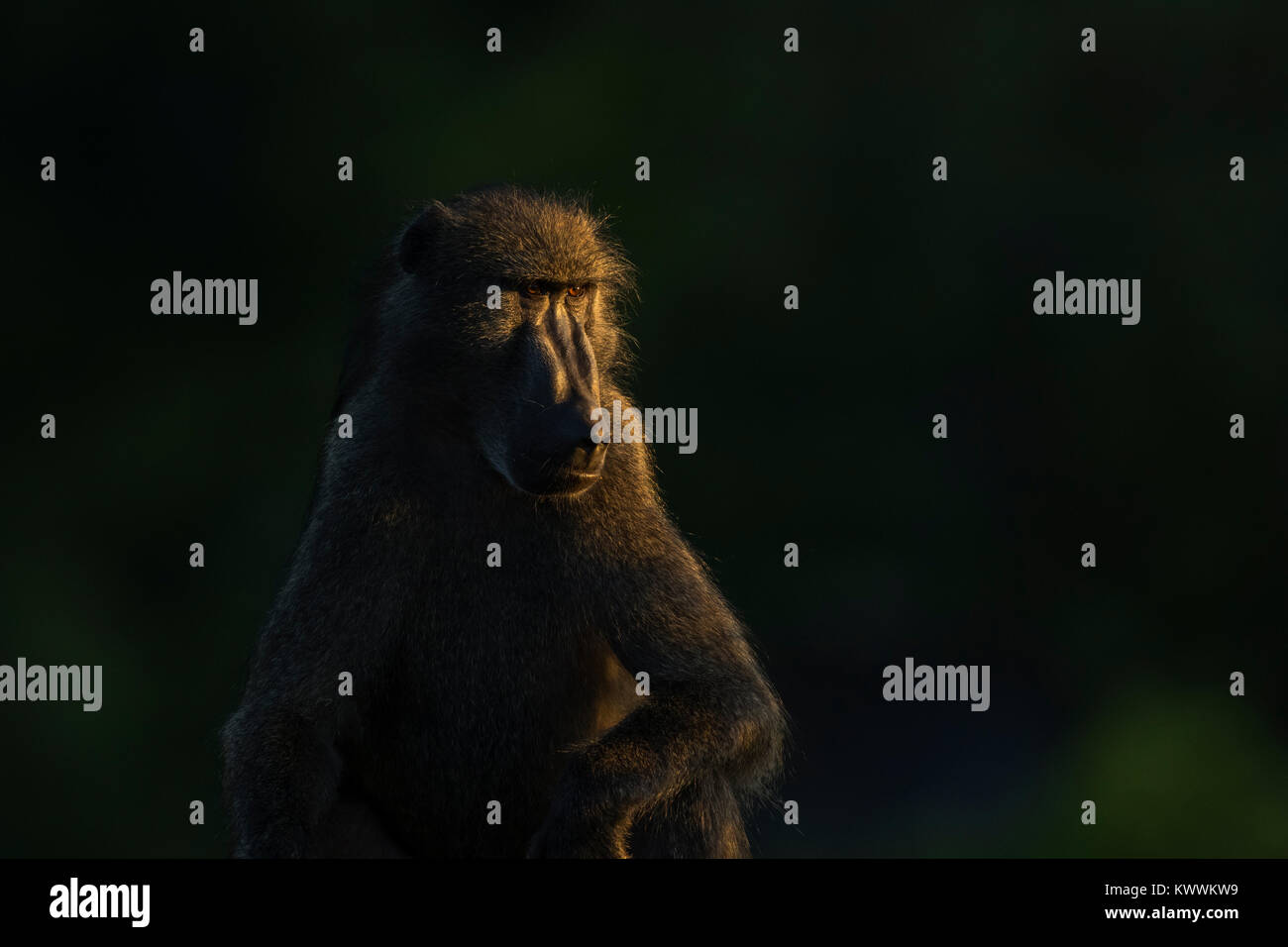 Chacma baboon auch als Kap Paviane (Papio ursinus) in der Atmosphäre am Abend kurz vor Sonnenuntergang Stockfoto