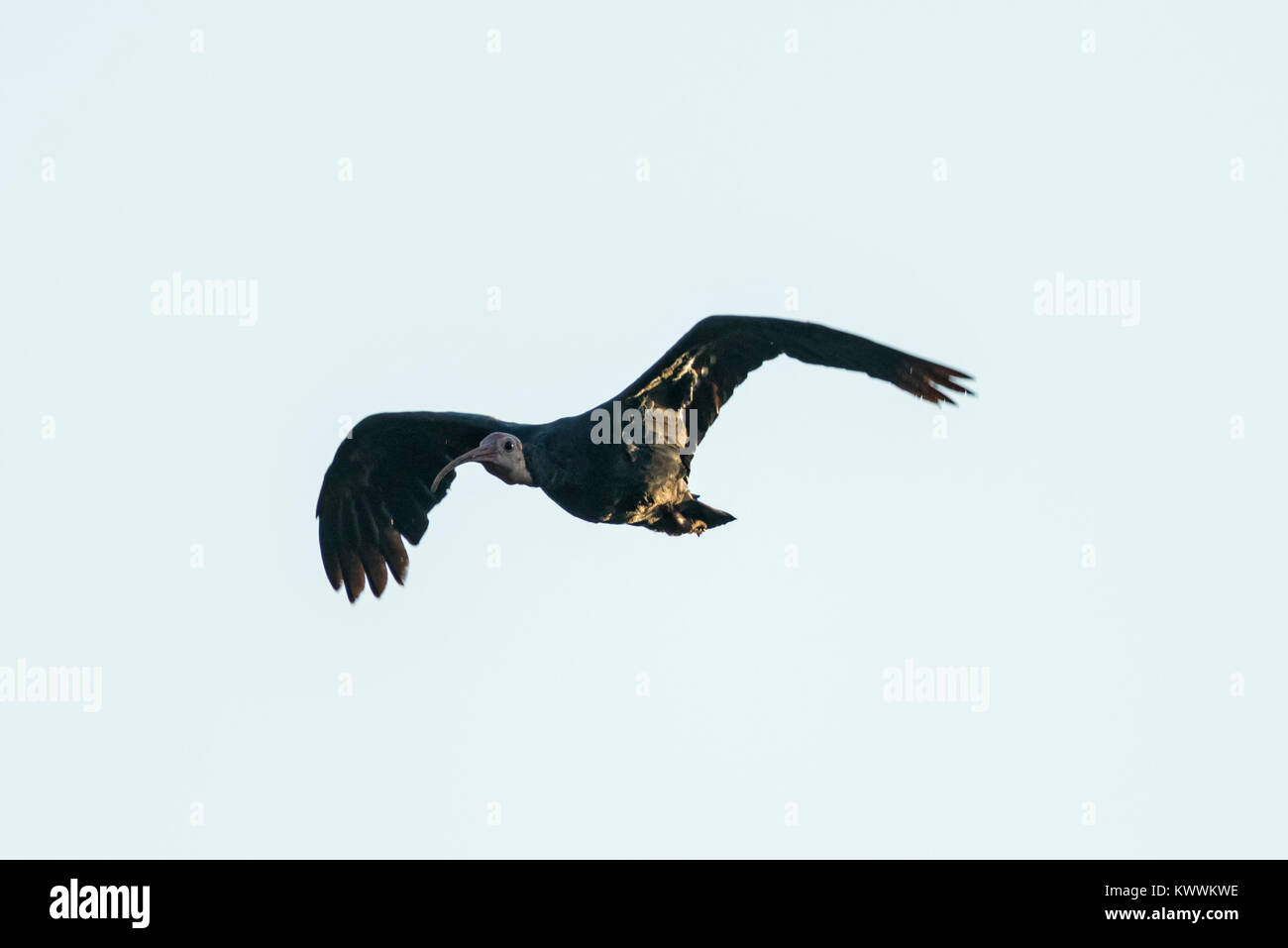 Südliche kahlen Ibisse (Geronticus Calvus) Erwachsene im Flug Stockfoto
