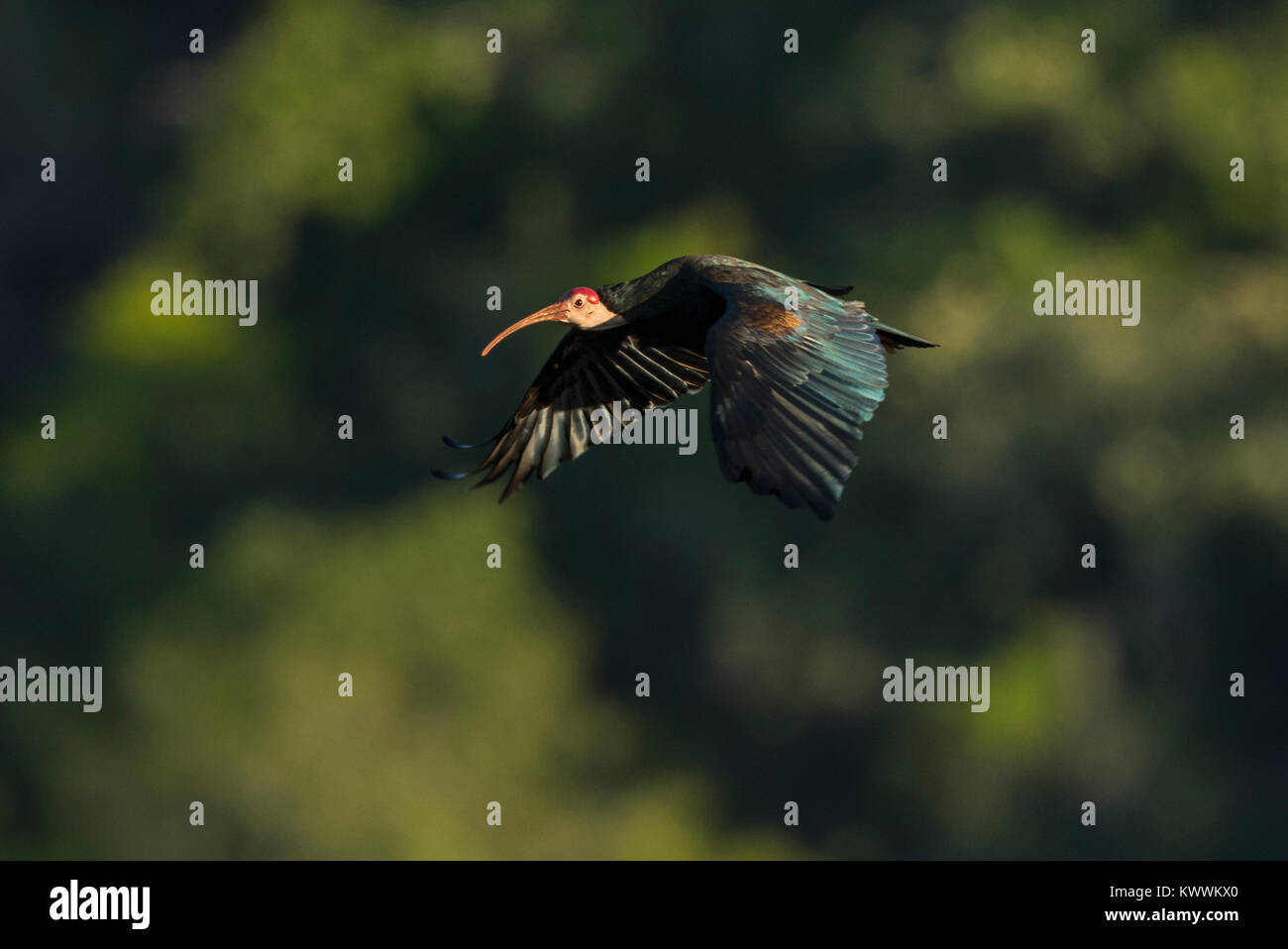 Südliche kahlen Ibisse (Geronticus Calvus) Erwachsene im Flug Stockfoto