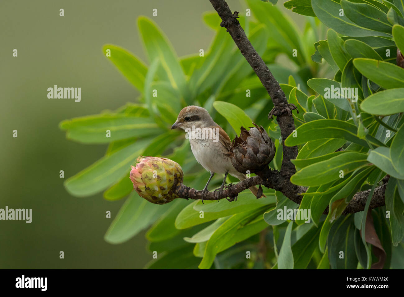 Neuntöter (Lanius collurio) weiblichen im Protea in Winter Quarters thront, Stockfoto