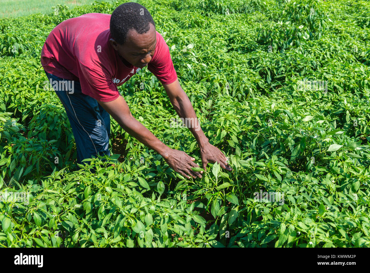 Bauer Michael Gawaga auf der Suche nach seinem grünen Pfeffer Felder, Anloga, Volta Region, Ghana Stockfoto