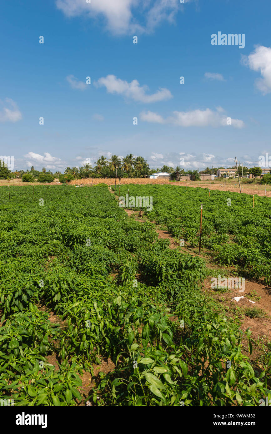 Bewässerten Feldern von Herrn Michael Gawaga, Anloga, Volta Region, Ghana Stockfoto