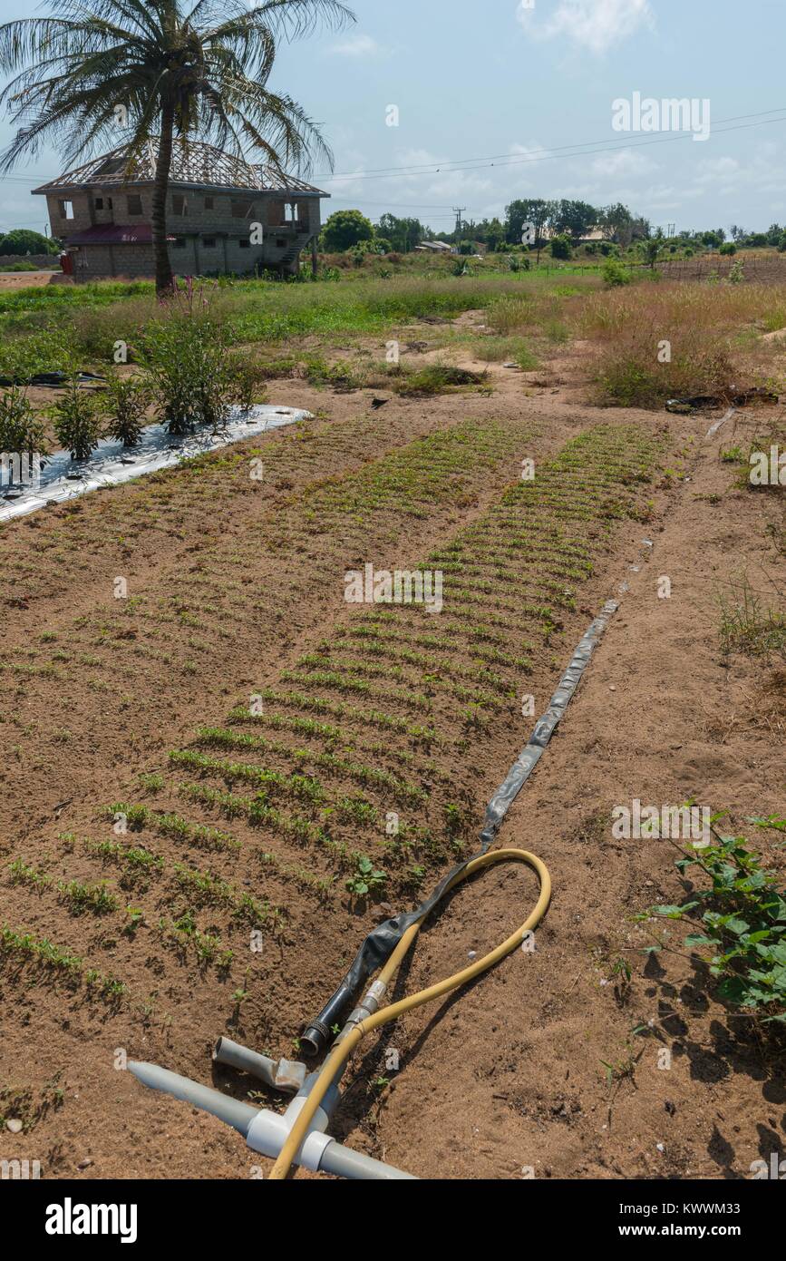 Landwirtschaft in Ghana, frisch gepflanzten Pfeffer Sämlinge, Landwirt Gideon Agbodzi, Ghana, Volta Region, Anloga Stockfoto