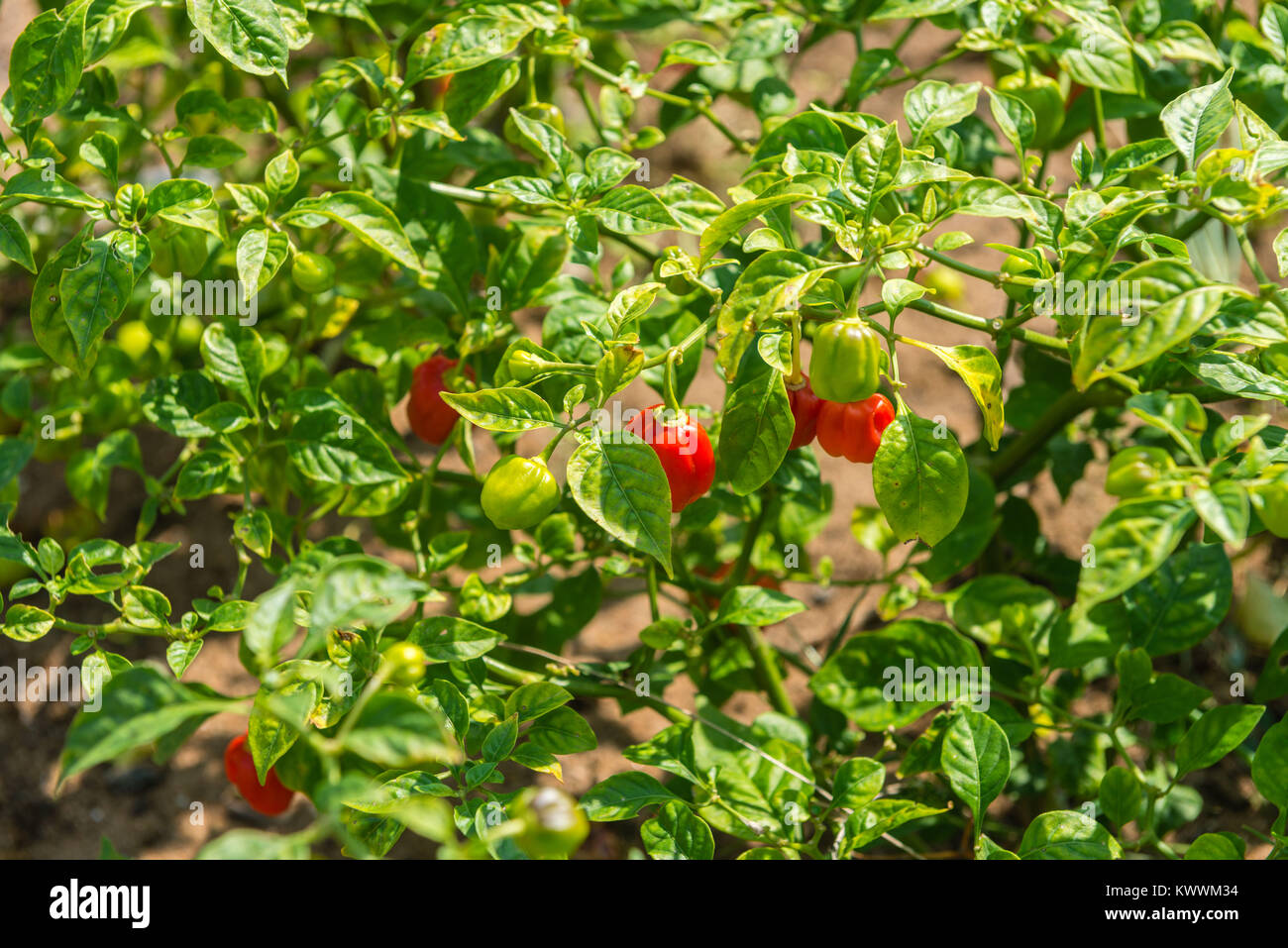 Wachsende rote Pfeffer, irrgated Felder, Anloga, Volta Region, Ghana, Afrika Stockfoto