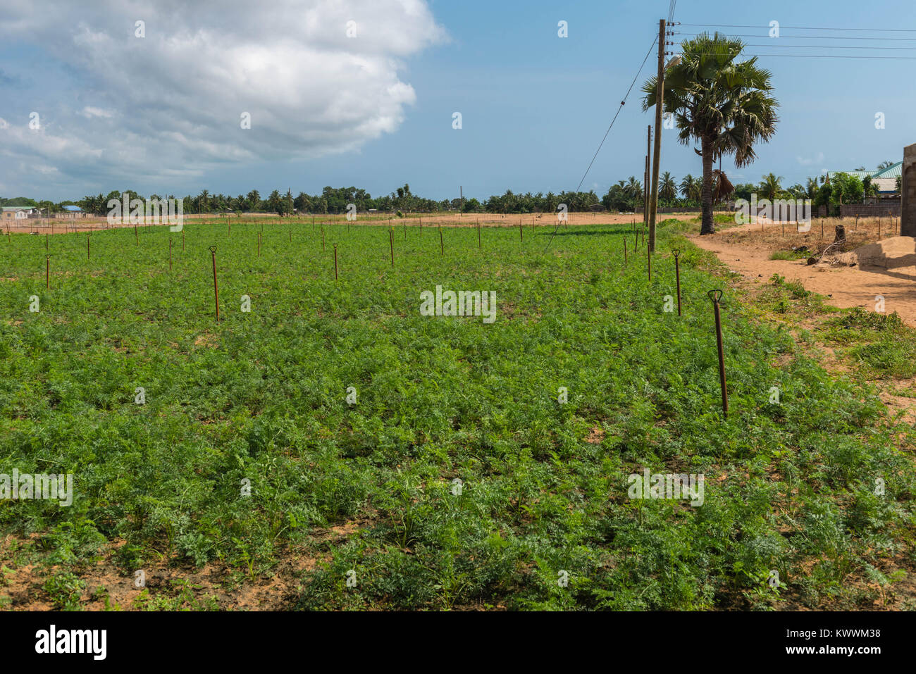 Wachsende Möhren auf einem bewässerten Feld, Ghana, Volta Region, Anloga Stockfoto