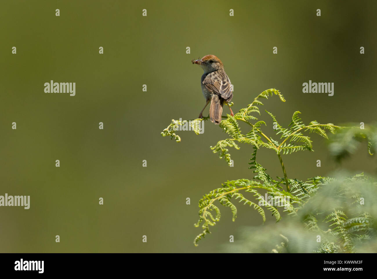 Heulende Cisticola (Cisticola lais), Stockfoto