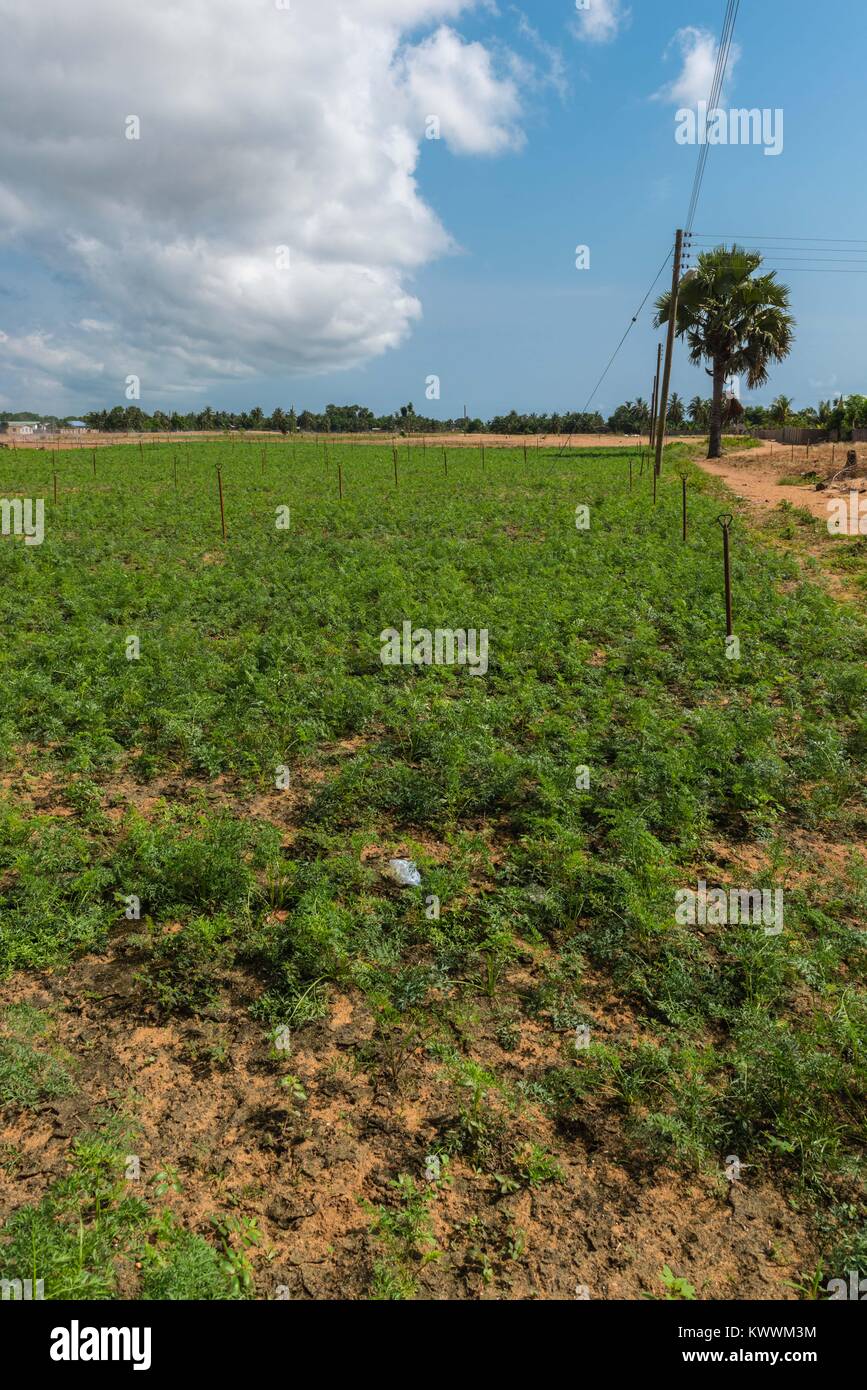Wachsende Möhren auf einem bewässerten Feld, Ghana, Volta Region, Anloga Stockfoto