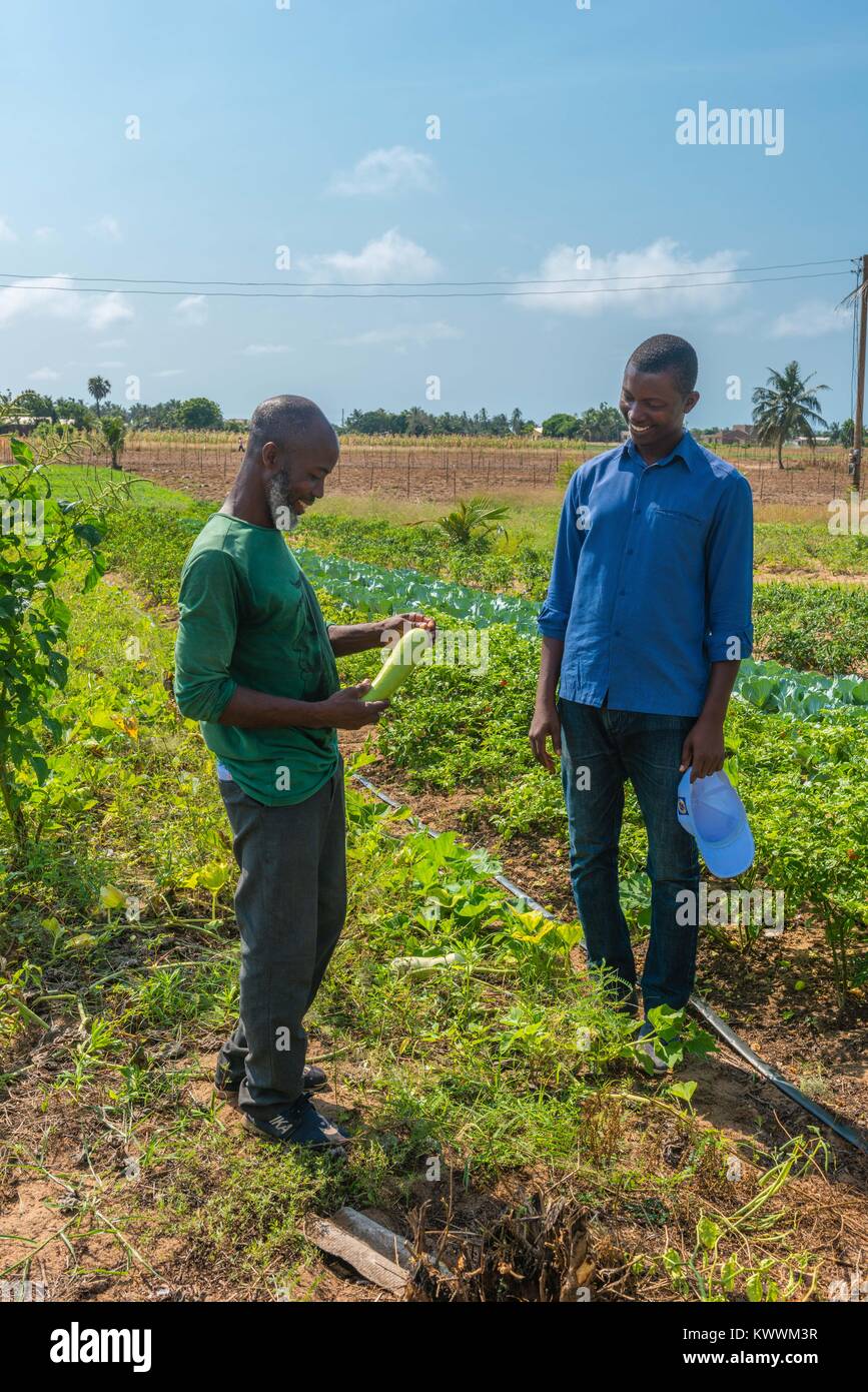 Landwirtschaft in Ghana, irrgated Bereichen Landwirt Gideon Agbodzi (l) mit ebener Korateng der GIZ Ghana (r) etwas Obst, Anloga, Volta Region, Ghana, Afric Stockfoto