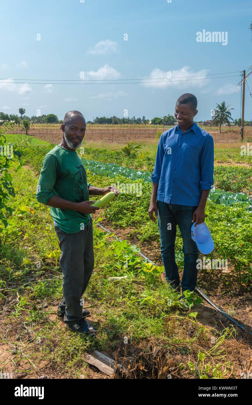 Landwirtschaft in Ghana, irrgated Bereichen Landwirt Gideon Agbodzi (l) mit ebener Korateng der GIZ Ghana (r) etwas Obst, Anloga, Volta Region, Ghana, Afric Stockfoto