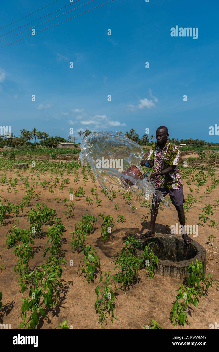 Bewässerung von Feldern die alte Weise, nach oben ziehen, um Wasser aus dem Brunnen, Bewässerung der Felder in der Nähe von Eimern voll Wasser, Anloga, Volta Region, Ghana, Afri Stockfoto