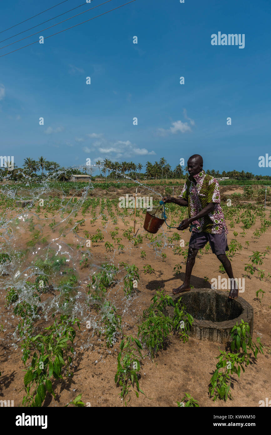 Bewässerung von Feldern die alte Weise, nach oben ziehen, um Wasser aus dem Brunnen, Bewässerung der Felder in der Nähe von Eimern voll Wasser, Anloga, Volta Region, Ghana, Afri Stockfoto