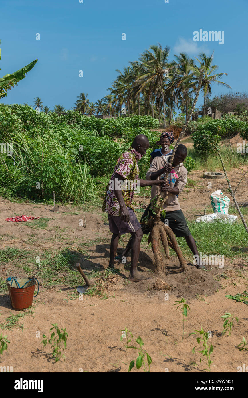 Ziehen Sie ein manioka Pflanze, Bauernhof in Anloga, Volta Region, Ghana, Afrika Stockfoto