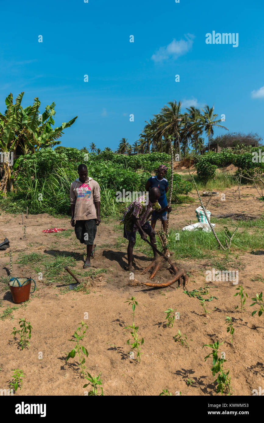Ziehen Sie ein manioka Pflanze, Bauernhof in Anloga, Volta Region, Ghana, Afrika Stockfoto