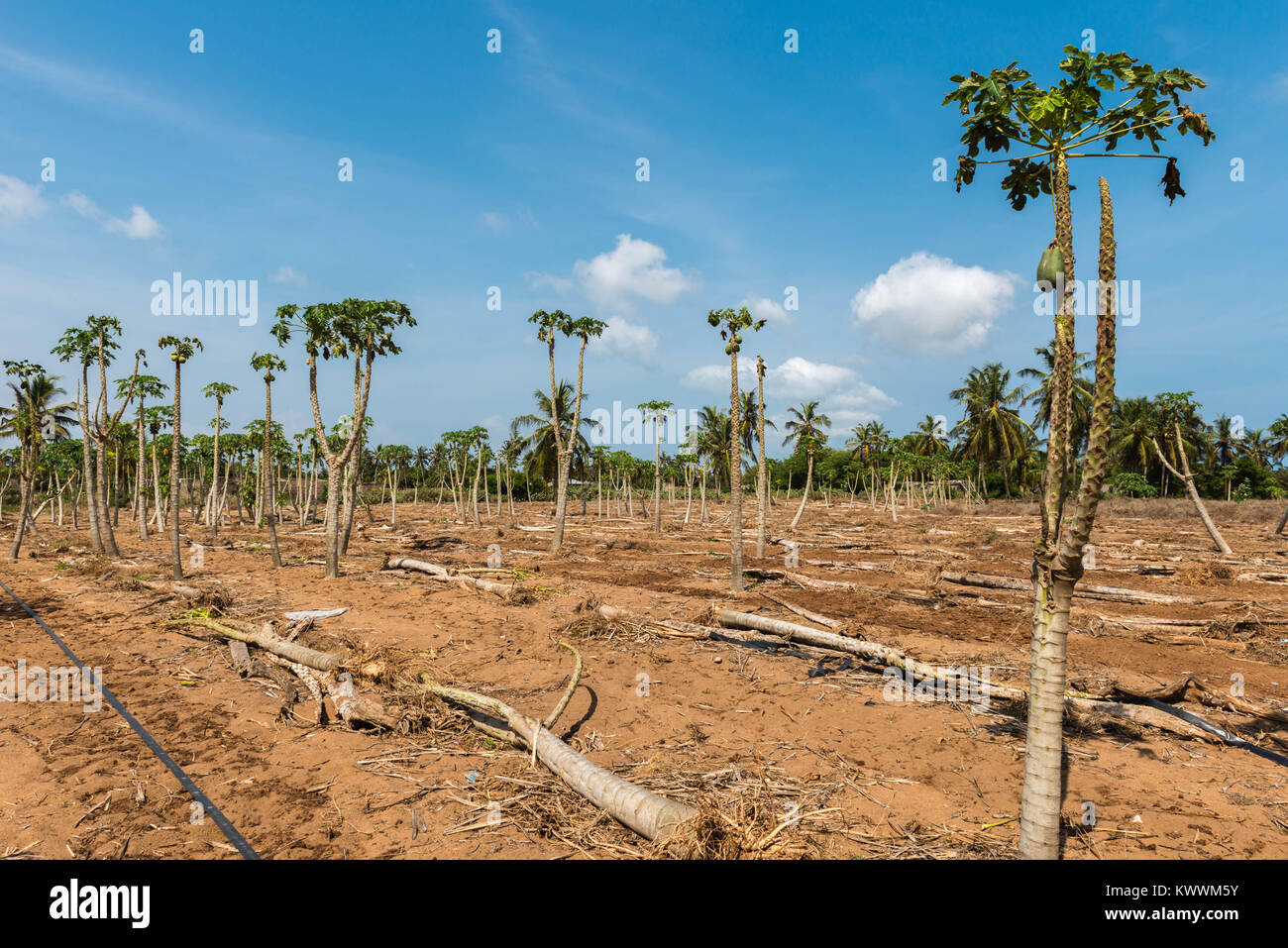 Papaya Bäume und Früchte, die Landwirtschaft in Anloga, Volta Region, Ghana, Afrika Stockfoto