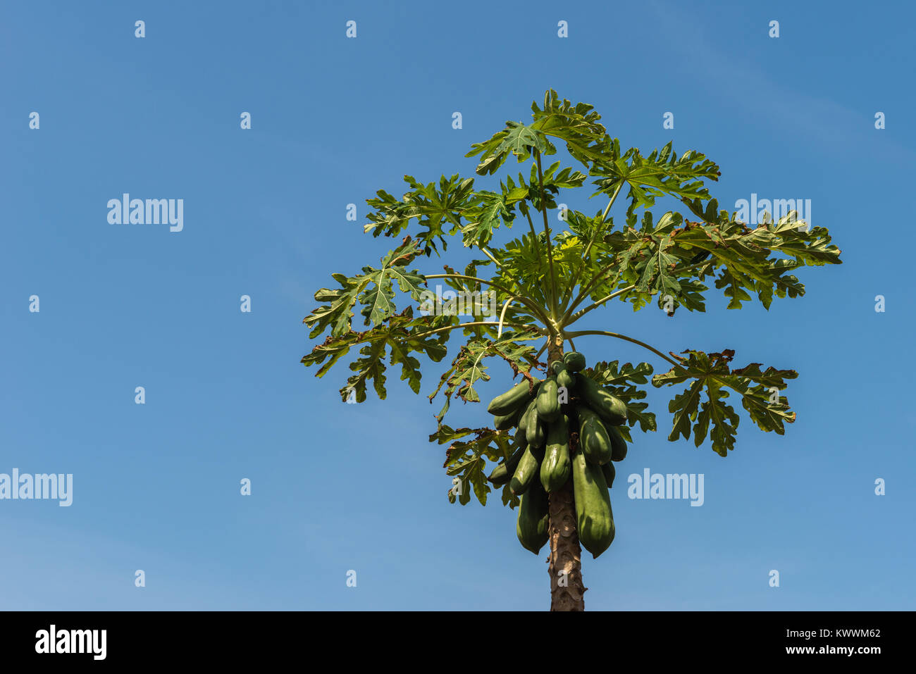 Papaya Baum und den Früchten, die Landwirtschaft in Anloga, Volta Region, Ghana, Afrika Stockfoto