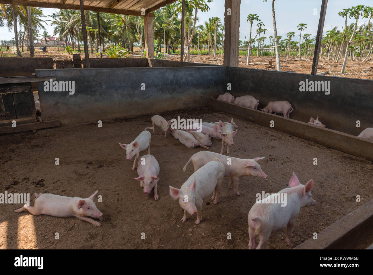 Pigstall auf einem Bauernhof unter Kokospalmen, Anloga, Volta Region, Ghana, Afrika Stockfoto