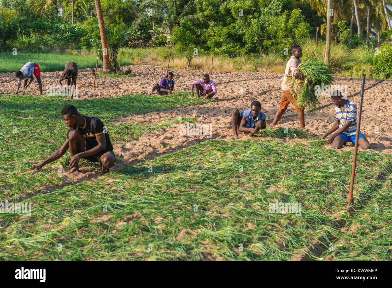 Landwirtschaft, Landwirtschaftliche hand Pflanzung Zwiebeln, Anyanui, Volta Region, Ghana, Afrika Stockfoto
