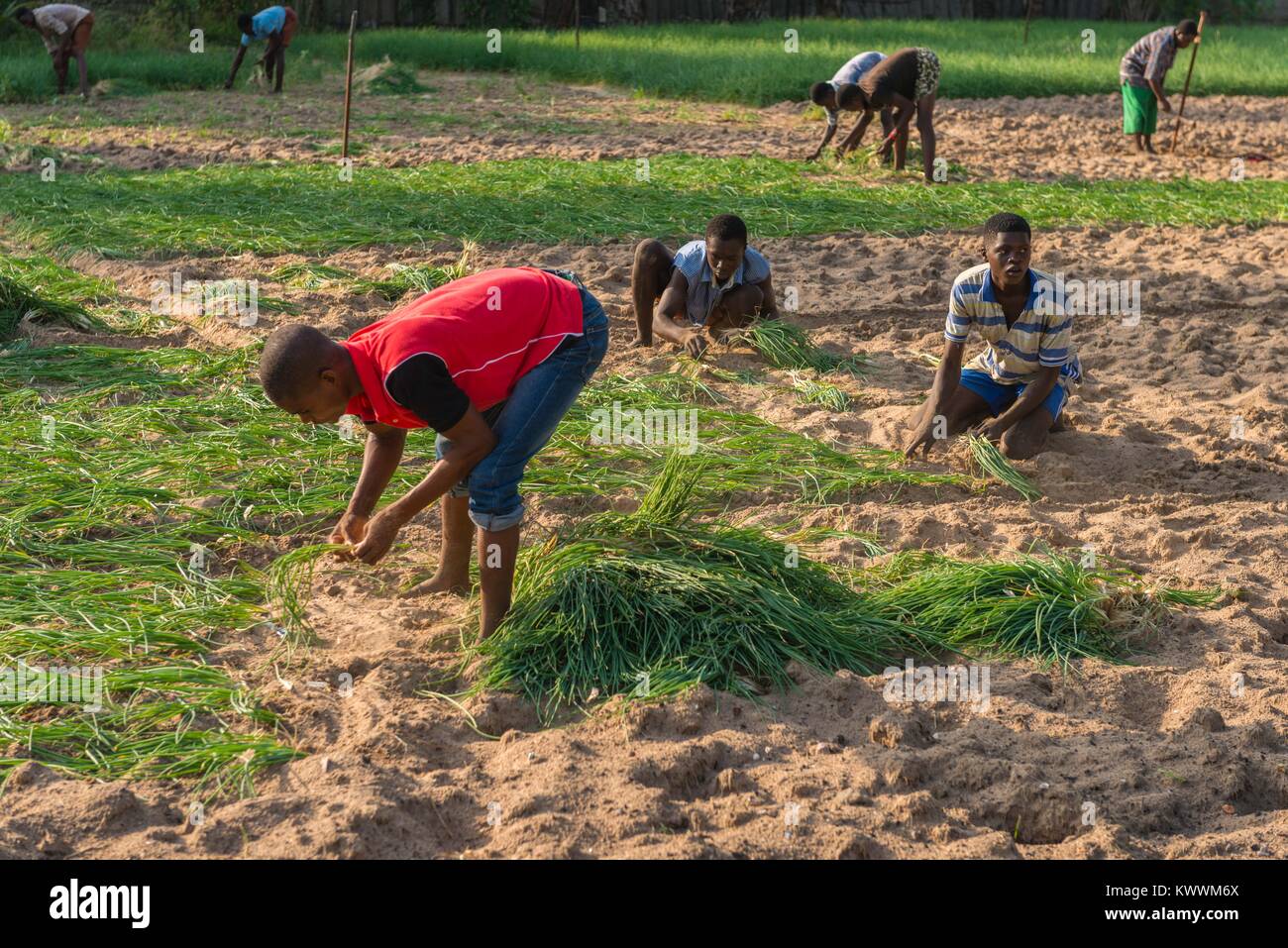 Landwirtschaft, Landwirtschaftliche hand Pflanzung Zwiebeln, Anyanui, Volta Region, Ghana, Afrika Stockfoto