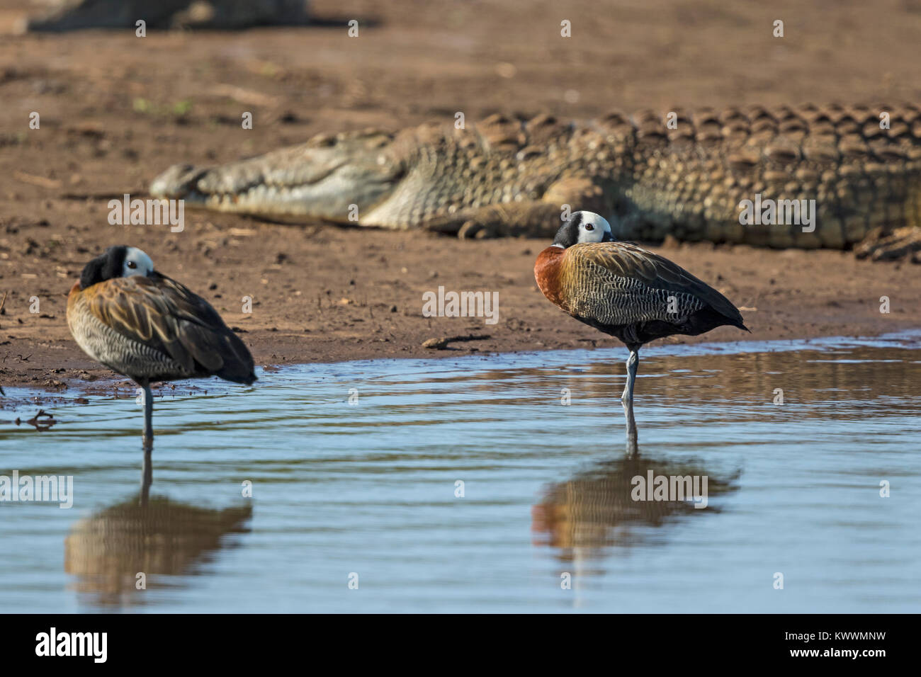 Zwei White-faced Whistling Ducks (Dendrocygna viduata) im Sonnenuntergang Dam, Lower Sabie und Nil Krokodil Stockfoto