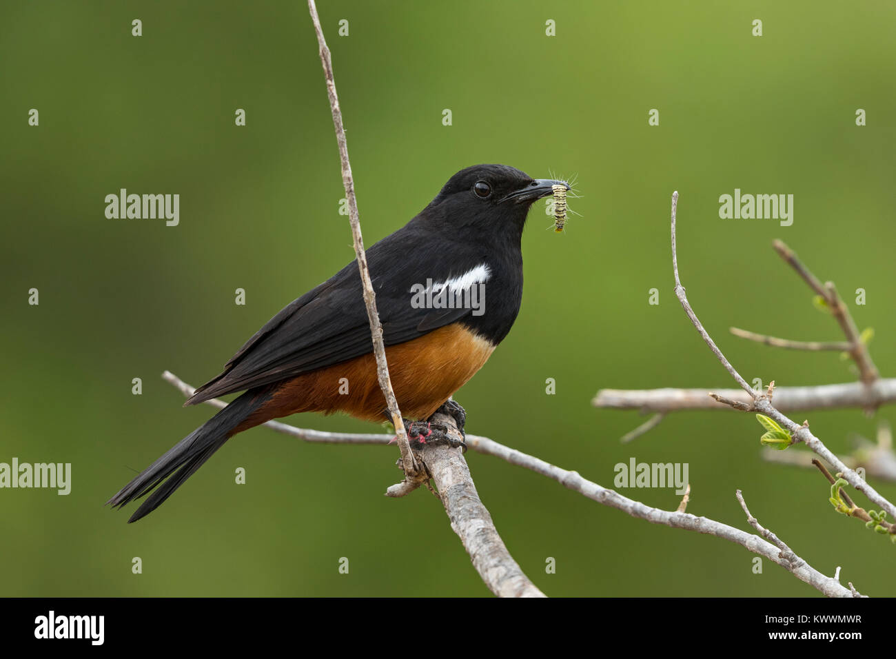 Mocking Cliff Chat (Thamnolaea cinnamomeiventris), männlich mit Larven in der Rechnung Stockfoto