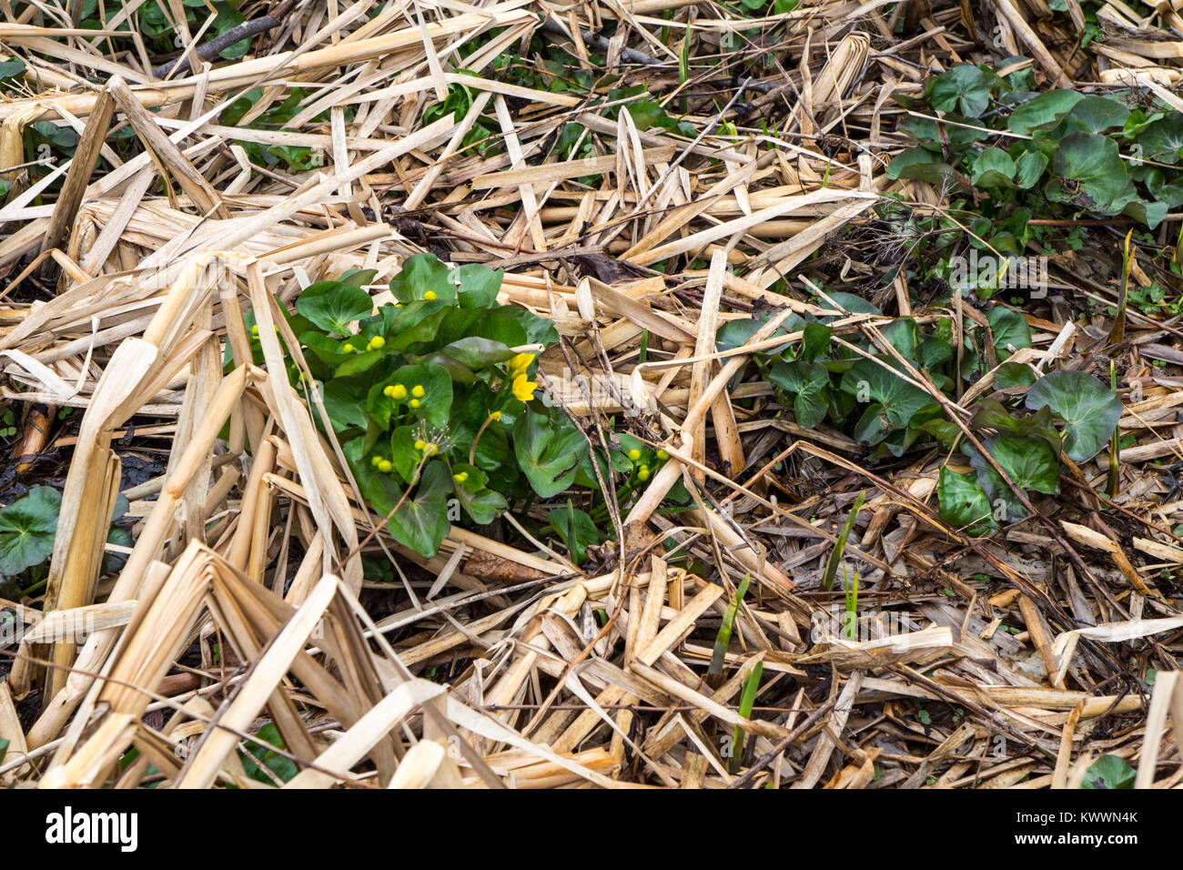 Seltene wilde Sumpfdotterblume. Wild Sumpfdotterblume ist eine gefährdete Genießbare wildflower, die in den Feuchtgebieten und Marschen der nördlichen Hemisphäre wächst. Stockfoto