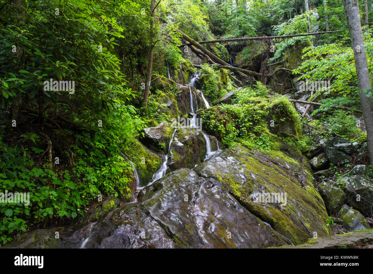 Der Frühling in der Great Smoky Mountains, Schöne saisonale Straßenrand Wasserfall, Ort der Tausend Tropfen, Roaring Fork Motor Nature Trail. Stockfoto