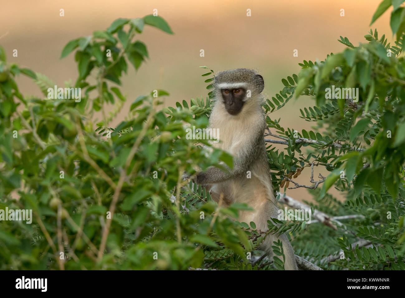 Meerkatze (Cercopithecus aethiops pygerythrus) Stockfoto