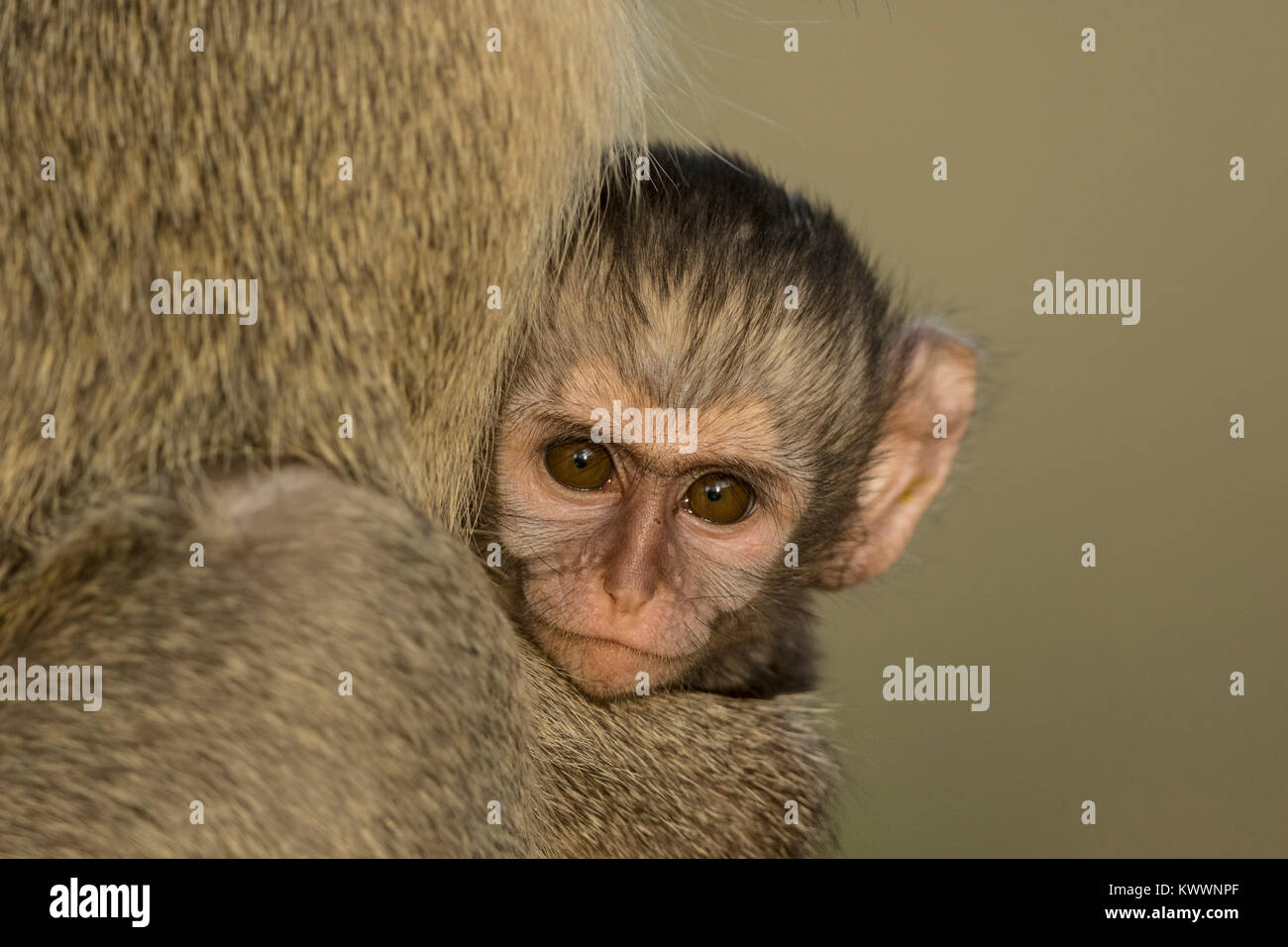 Meerkatze (Cercopithecus aethiops pygerythrus), juvenile Stockfoto