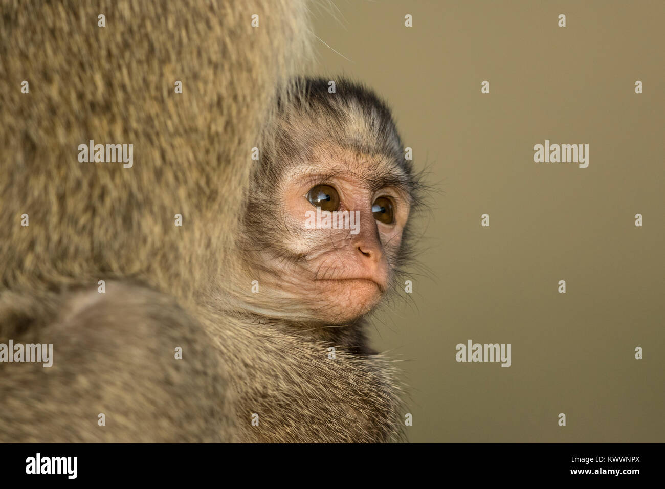 Meerkatze (Cercopithecus aethiops pygerythrus), juvenile Stockfoto