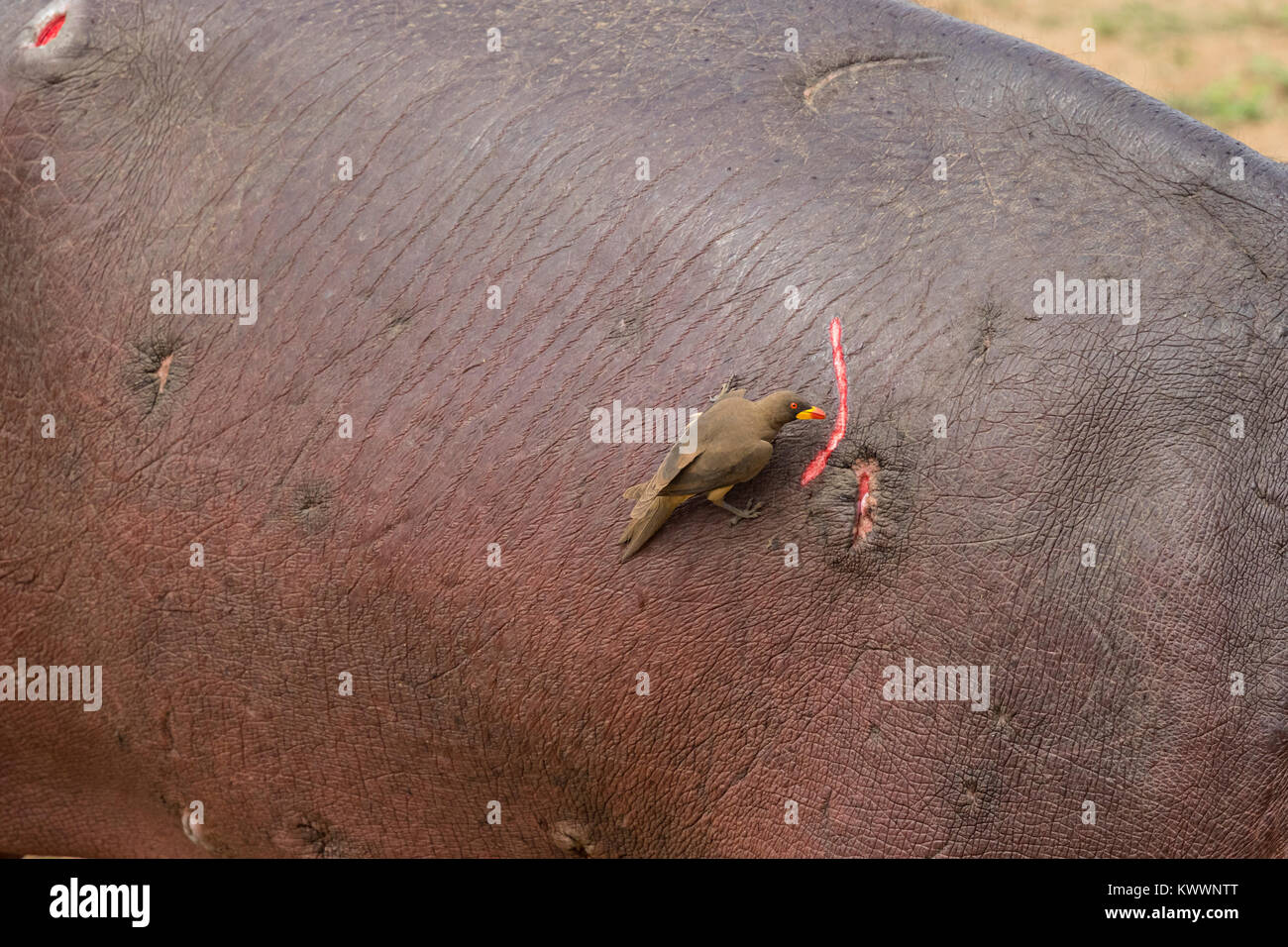 Yellow-billed Oxpecker (Buphagus africanus) an einer Wunde auf Flusspferd (Hippopotamus amphibius), Stockfoto
