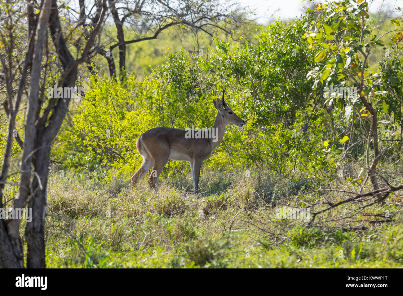 Gemeinsame riedböcke Riedböcke, südlichen (Redunca arundinum), Stockfoto