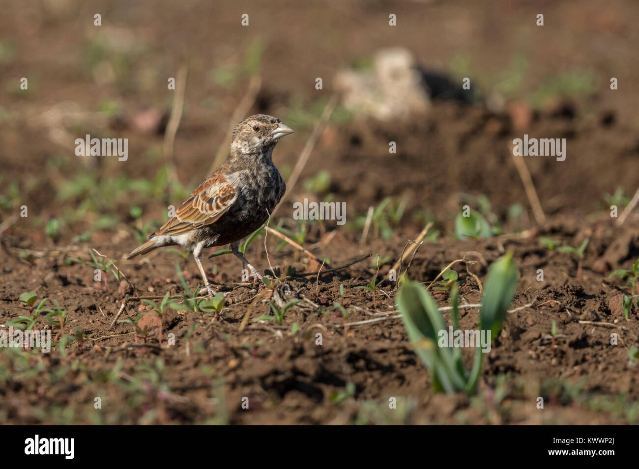 Kastanien - gesichert (Sparrow-Lark Eremopterix leucotis ssp. smithi) Stockfoto