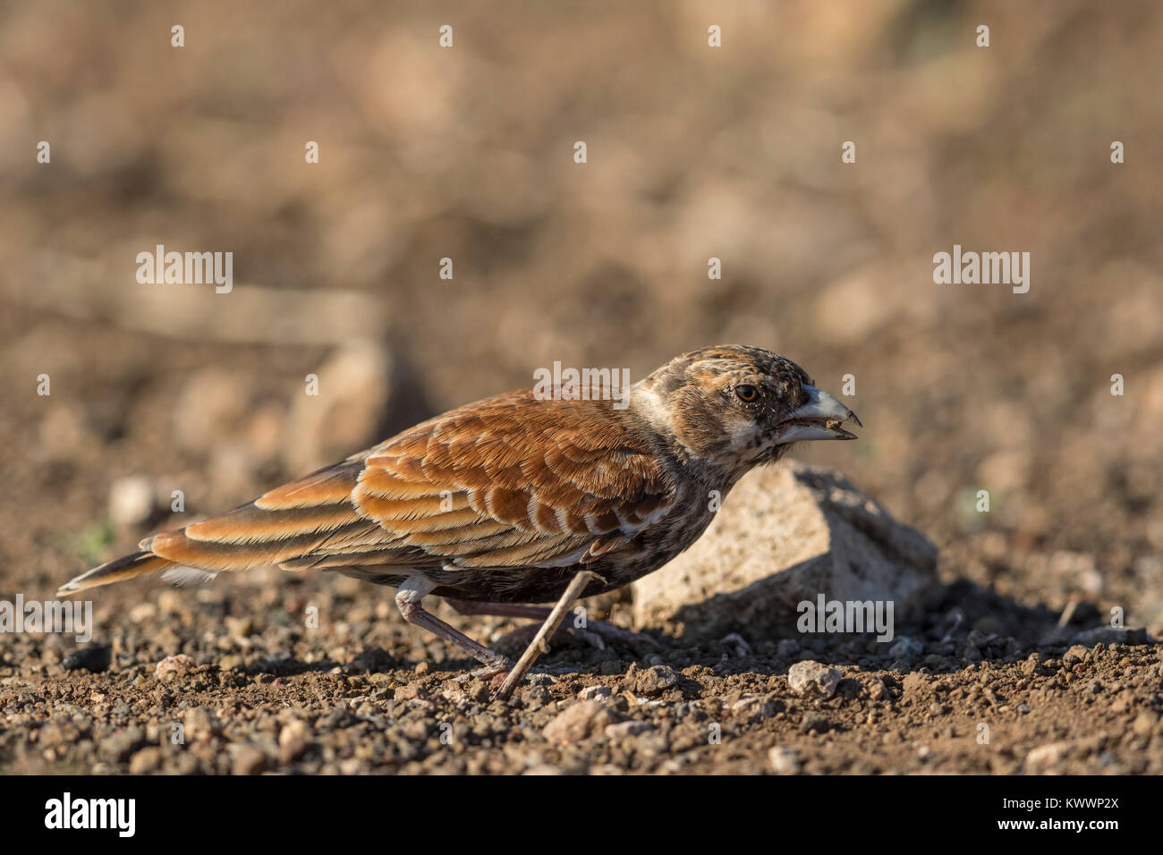 Kastanien - gesichert (Sparrow-Lark Eremopterix leucotis ssp. smithi) Stockfoto