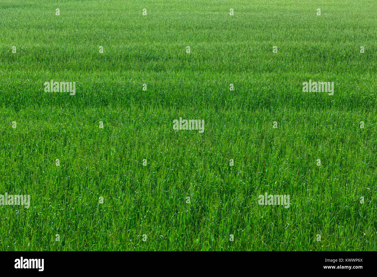 Grüne Weizen Gras Hintergrund Stockfoto