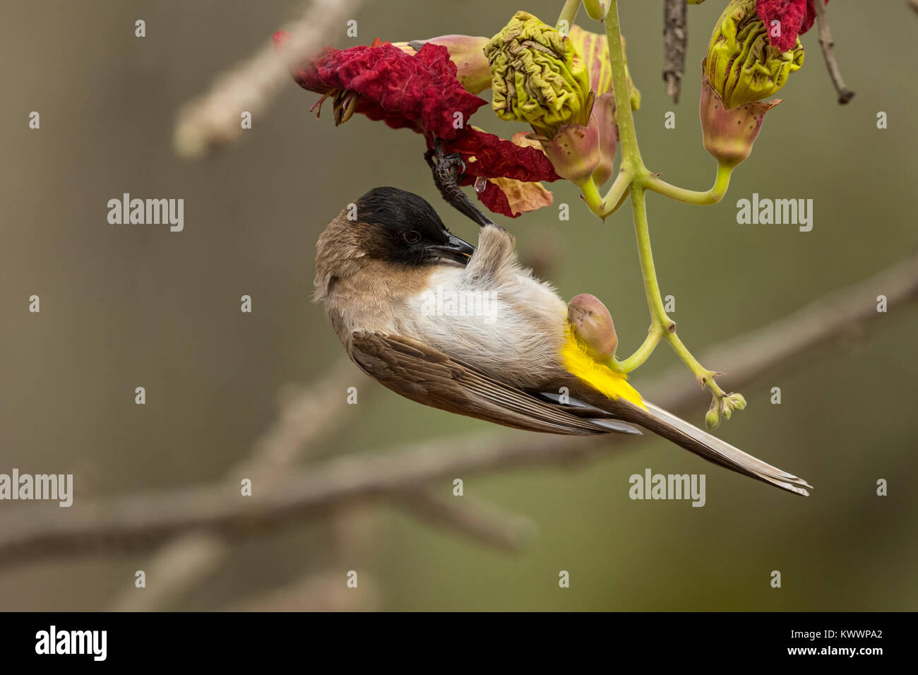 Dark-capped Bulbul (Hedydipna collaris) auf Blume von Wurst Baum (Kigelia Africana) Stockfoto