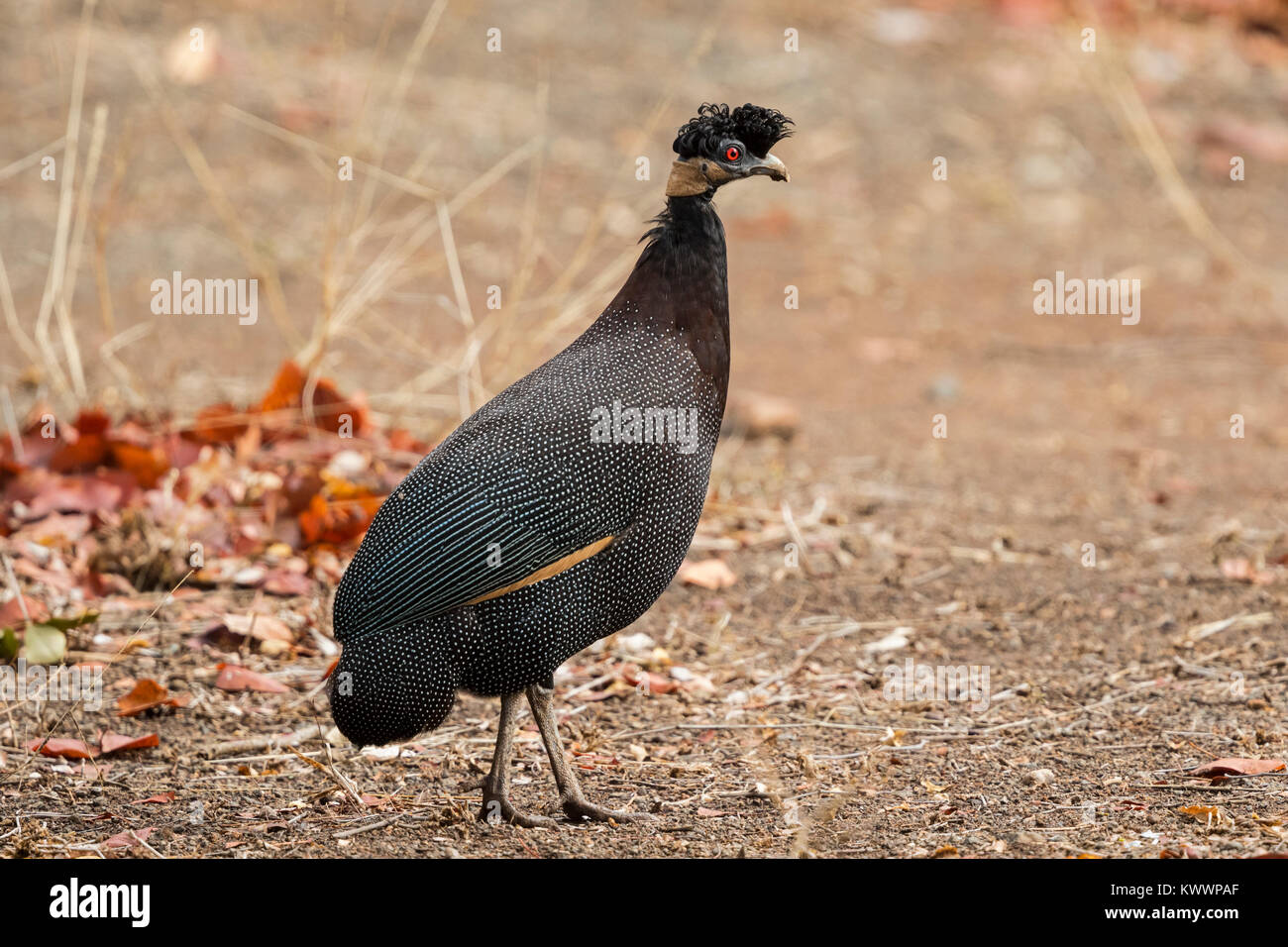Crested Guineafowl (Guttera ssp. edouardi pucherani), Stockfoto