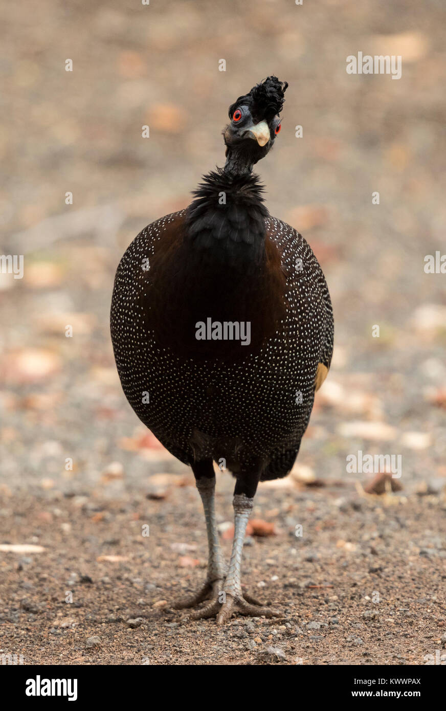 Crested Guineafowl (Guttera ssp. edouardi pucherani), Stockfoto