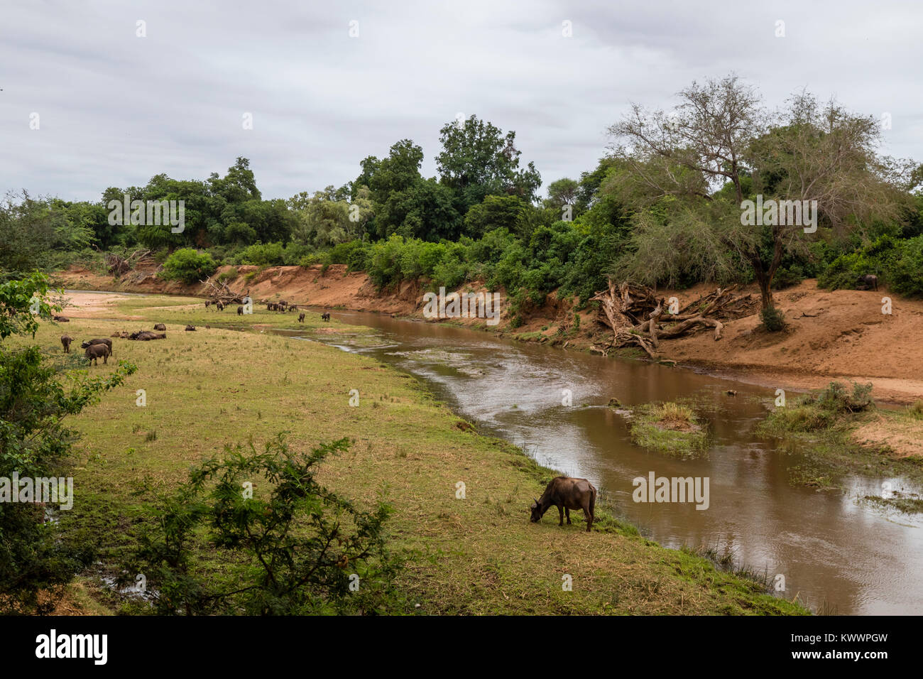 Afrikanischer Büffel (Syncerus caffer Caffer) durch Luvuvhu Fluss, Pafuri, Kruger National Park, November Stockfoto