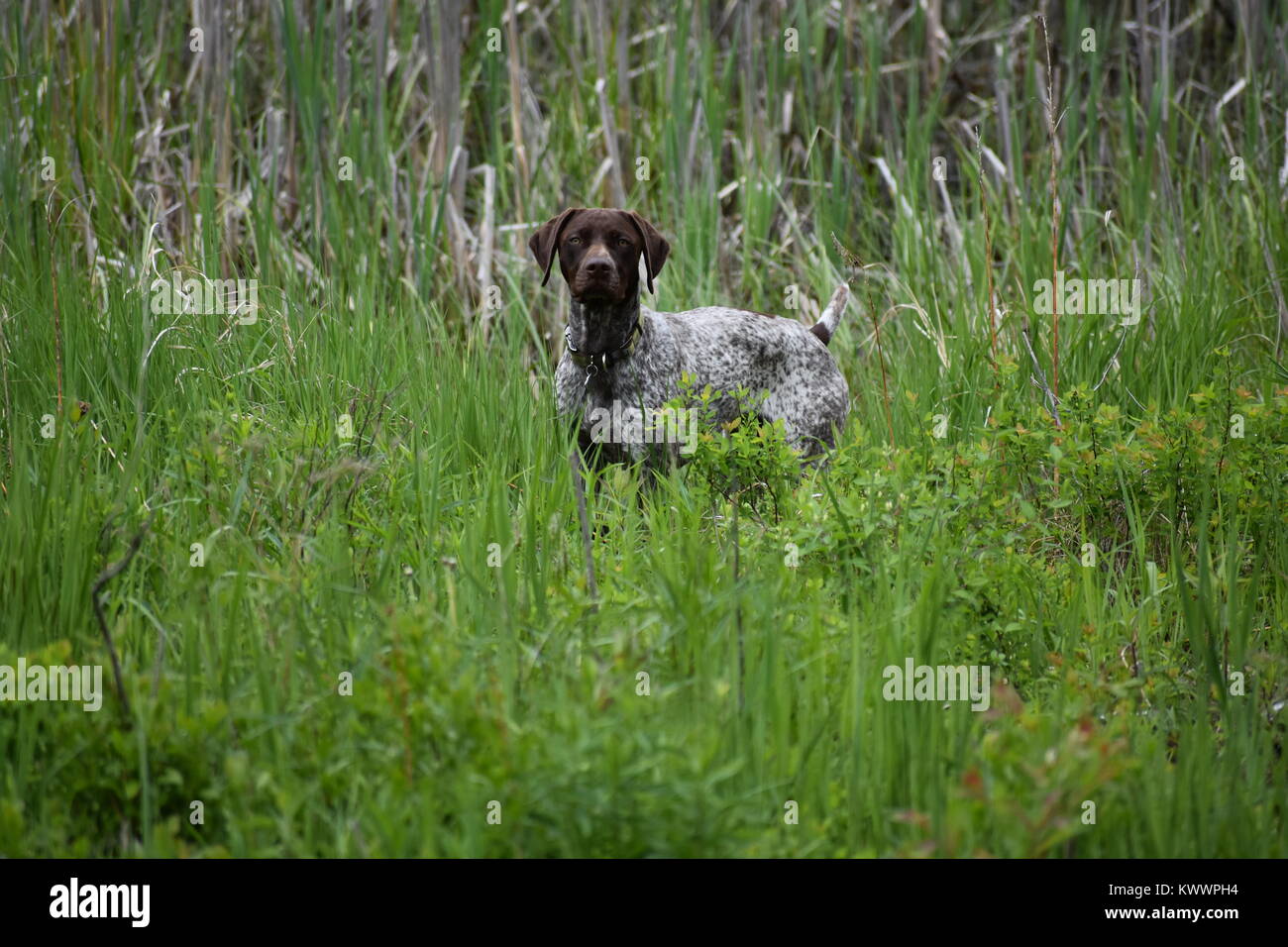 Deutsch Kurzhaar Pointer Überfluten Stockfoto