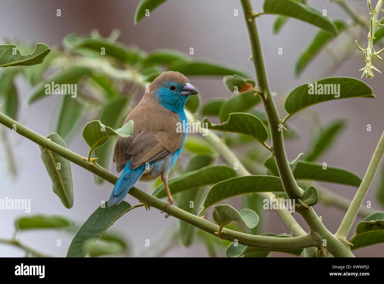 Blau Waxbill (Uraeginthus angolensis ssp. niassensis) männlich, Estrildidae Stockfoto